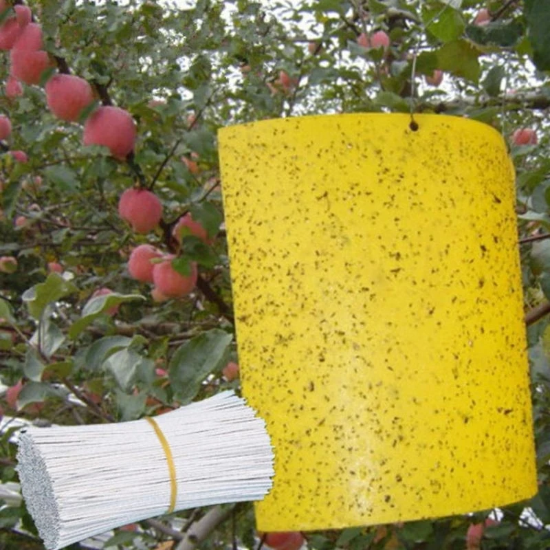 30-100pcs Strong Fruit Fly Traps Bugs yellow Sticky Board pest control insect killer Two-sided glue paper trap for kill pests - Image 3