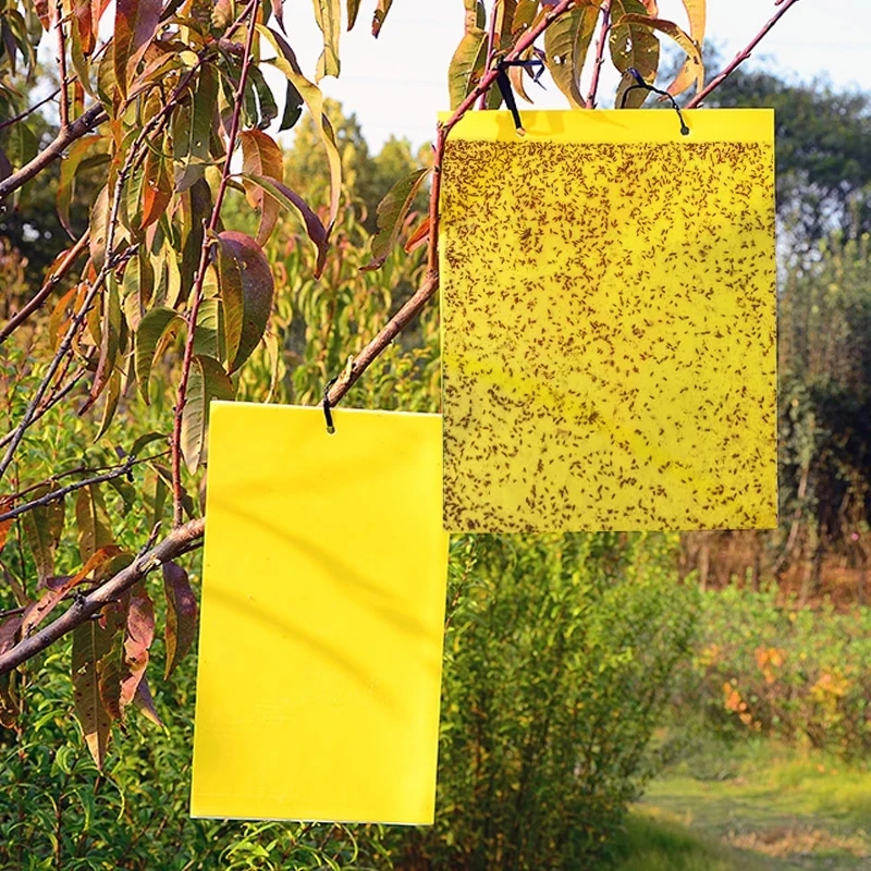 30-100pcs Strong Fruit Fly Traps Bugs yellow Sticky Board pest control insect killer Two-sided glue paper trap for kill pests - Image 5